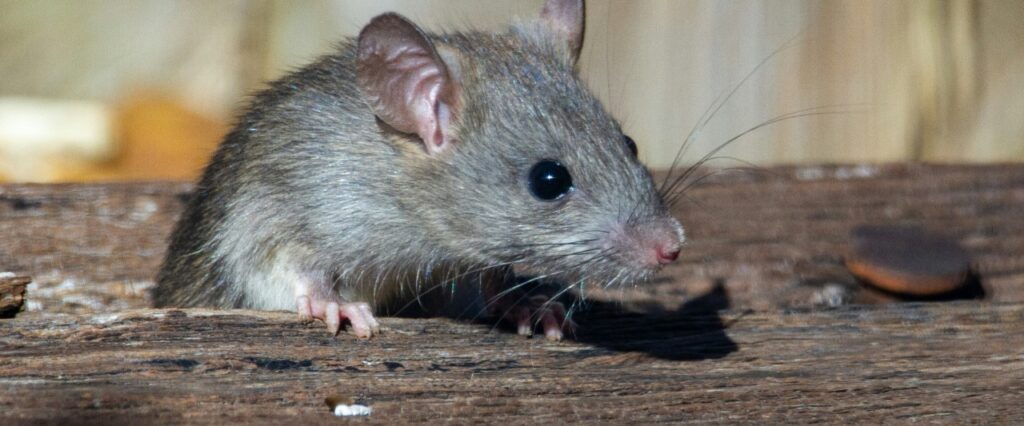 Rats Banner