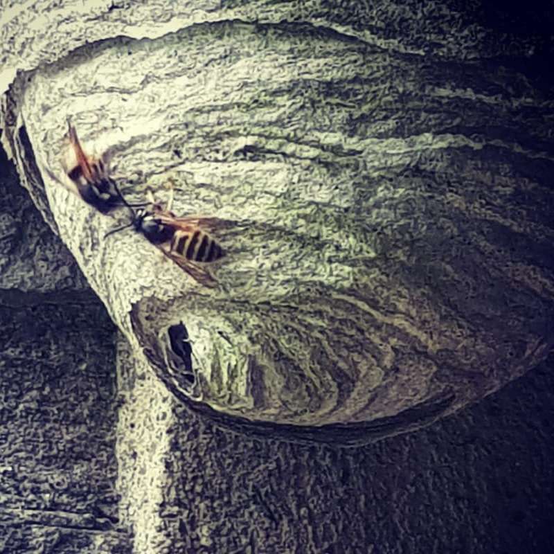 Wasp Nest with wasps on the outside